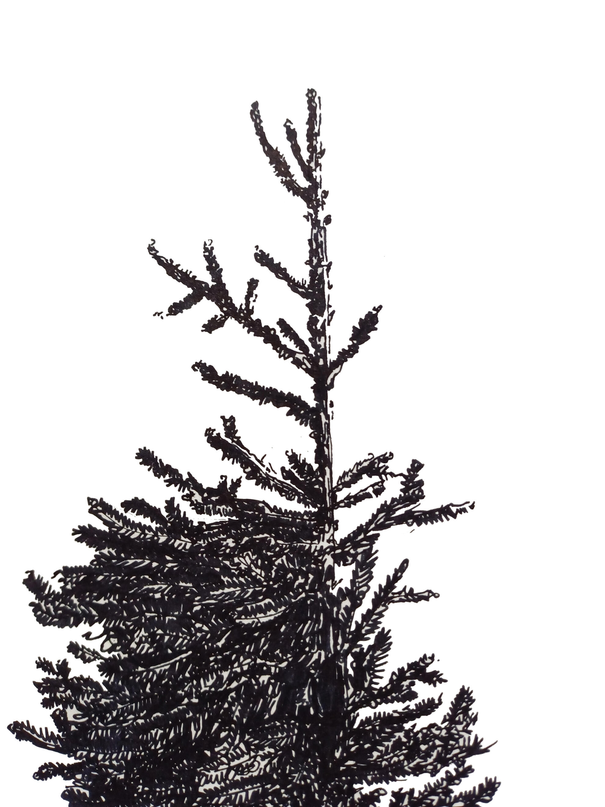 fir tree
